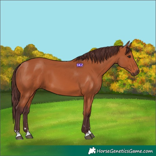 Horse Color:Chocolate Bay 