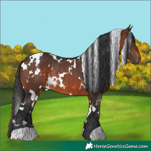 Horse Color:White Spotted Brown Rabicano 
