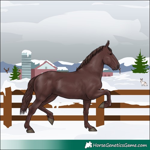 Horse Color:Chocolate Black 
