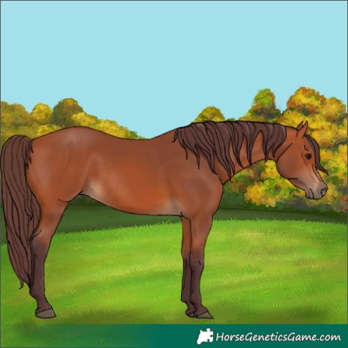 Horse Color:Chocolate Bay 