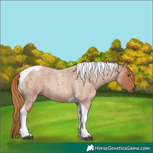 Horse Color:Red Roan Tobiano