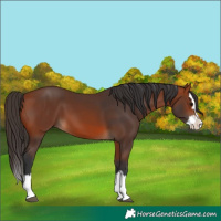 Horse Color:Bay Splash 