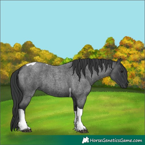 Horse Color:Unknown 