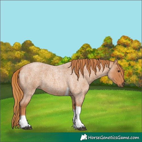 Horse Color:Unknown 