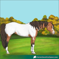 Horse Color:Bay Near Fewspot