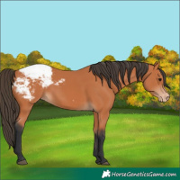 Horse Color:Bay Appaloosa