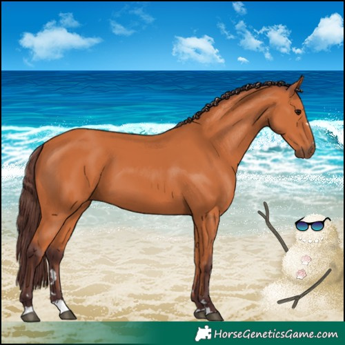 Horse Color:Chocolate Bay 