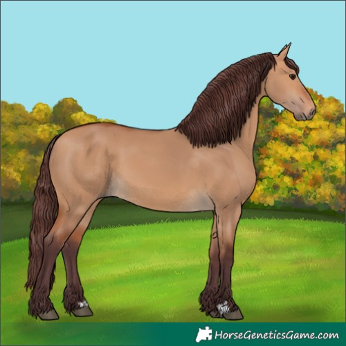 Horse Color:Chocolate Bay Dun