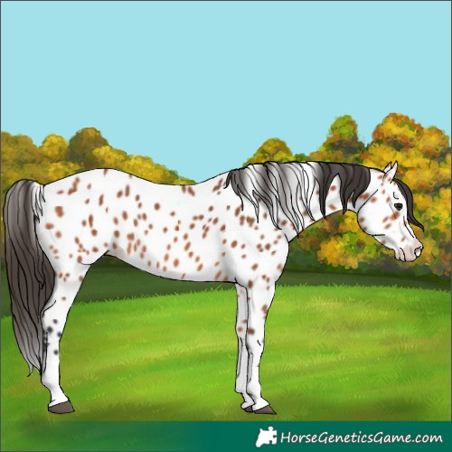 Horse Color:Bay Splash Appaloosa 