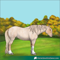 Horse Color:Gold Champagne Roan Tobiano 