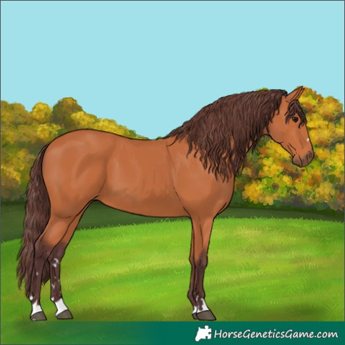 Horse Color:Chocolate Bay 