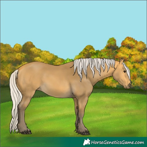 Horse Color:Unknown