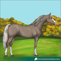 Horse Color:Silver Grullo