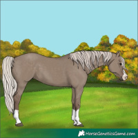 Horse Color:Silver Grullo 