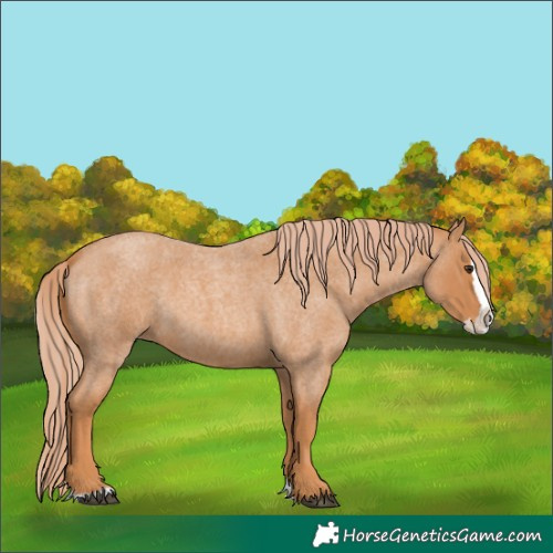 Horse Color:Unknown 