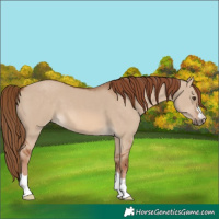 Horse Color:Red Dun 
