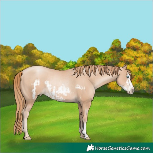 Horse Color:Gold Champagne Pearl Rabicano  and Gold Champagne Pearl Frame Rabicano 