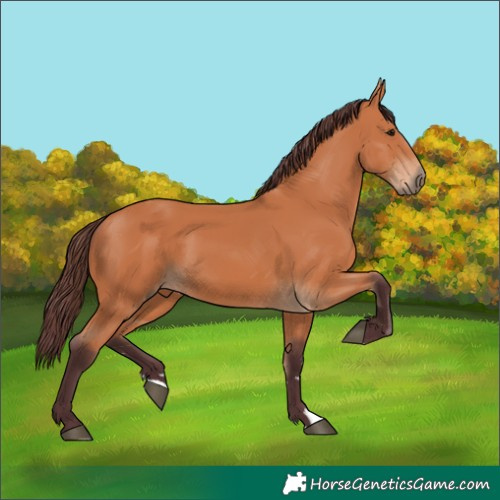 Horse Color:Chocolate Bay 