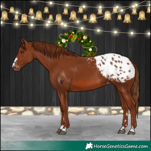 Horse Color:Chestnut Appaloosa 