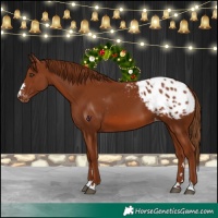 Horse Color:Chestnut Blanket 