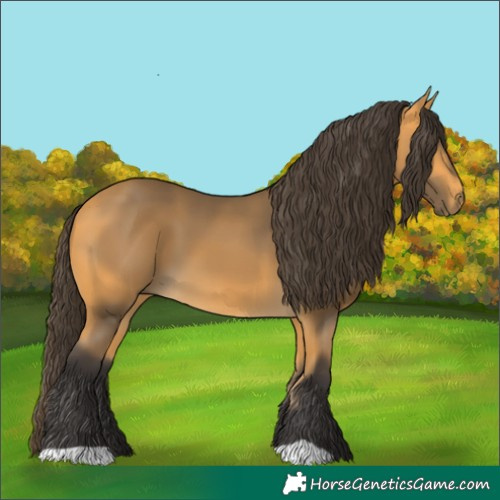 Horse Color:Buckskin 