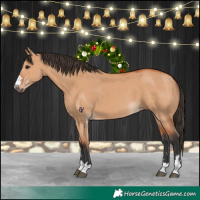 Horse Color:Bay Dun 