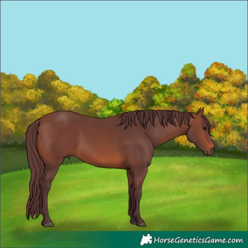 Horse Color:Chocolate Brown 