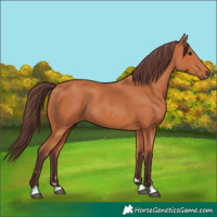 Horse Color:Chocolate Bay 