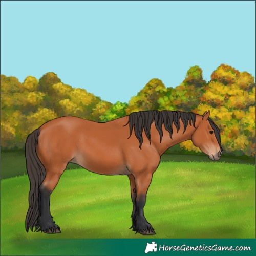 Horse Color:Bay 
