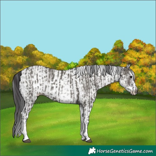 Horse Color:White Spotted Grullo Rabicano and White Spotted Smoky Grullo Rabicano