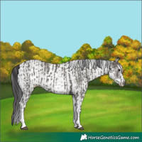Horse Color:White Spotted Grullo Rabicano and White Spotted Smoky Grullo Rabicano