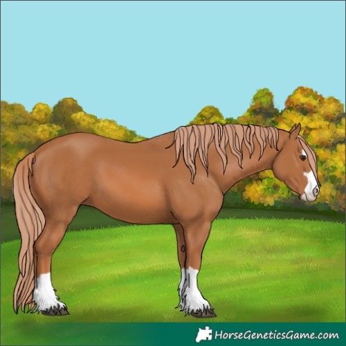 Horse Color:Chestnut 