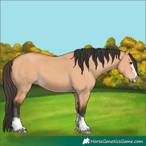 Horse Color:Bay Dun 