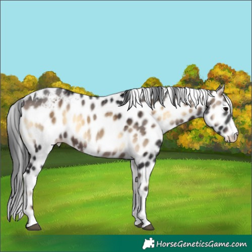 Horse Color:Brown Onyx Merle Tobiano Skewed LP Spotted