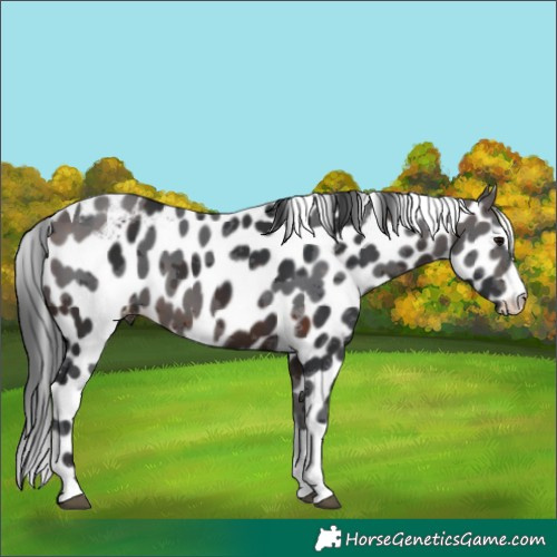 Horse Color:Brown Merle Tobiano Skewed Appaloosa 