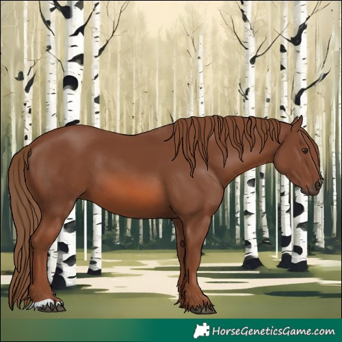 Horse Color:Chestnut 