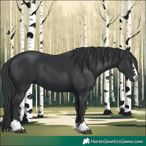 Horse Color:Black 