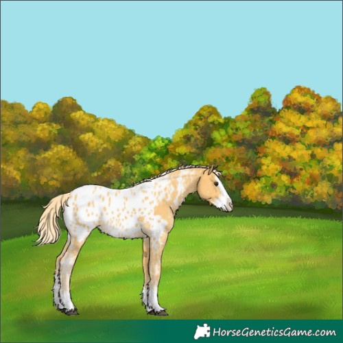 Horse Color:Unknown 