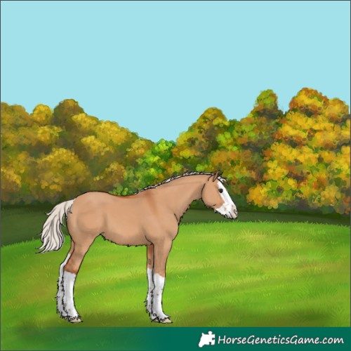 Horse Color:Unknown 