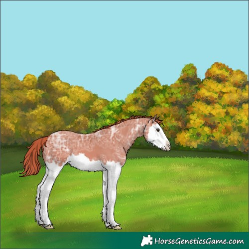 Horse Color:Unknown 