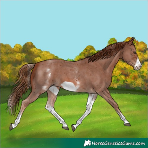 Horse Color:White Spotted Chestnut Sabino Frame 
