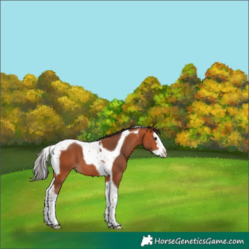 Horse Color:Unknown 