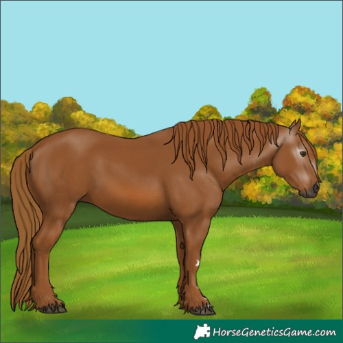 Horse Color:Gray Chestnut