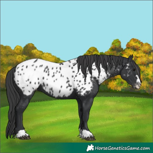 Horse Color:Black Appaloosa 