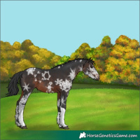 Horse Color:Brown Ice Sabino Tobiano