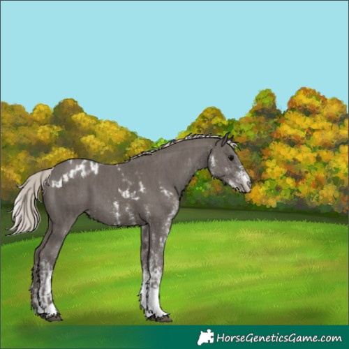 Horse Color:Silver Black Tobiano Skewed Appaloosa  and White Spotted Silver Black Skewed Appaloosa 