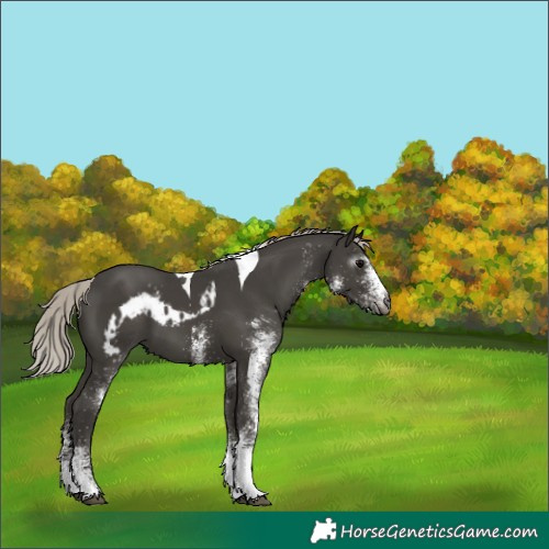 Horse Color:Gray White Spotted Silver Black Tobiano Skewed Appaloosa 
