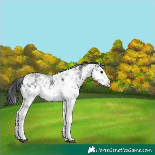 Horse Color:White Spotted Black Sabino Splash Skewed Appaloosa