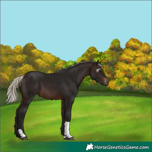 Horse Color:Gray Silver Bay Tobiano Appaloosa 