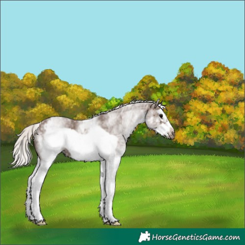 Horse Color:White Spotted Silver Black Splash Frame Skewed LP Spotted 